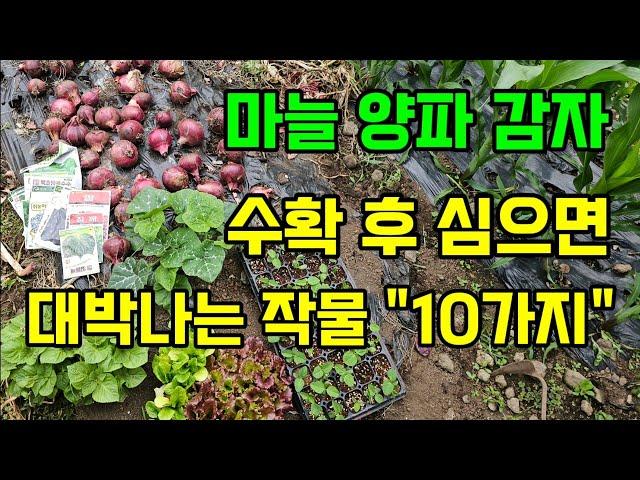 마늘.양파.감자 수확한 자리에 바로 심는 추천작물 "10가지" 수확도 빠르고 빨리자라요 #6월에심는작물 #텃밭농사