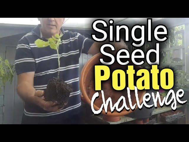 Single Seed Potato Challlenge update | Digwell Greenfingers | #sspchallenge2022