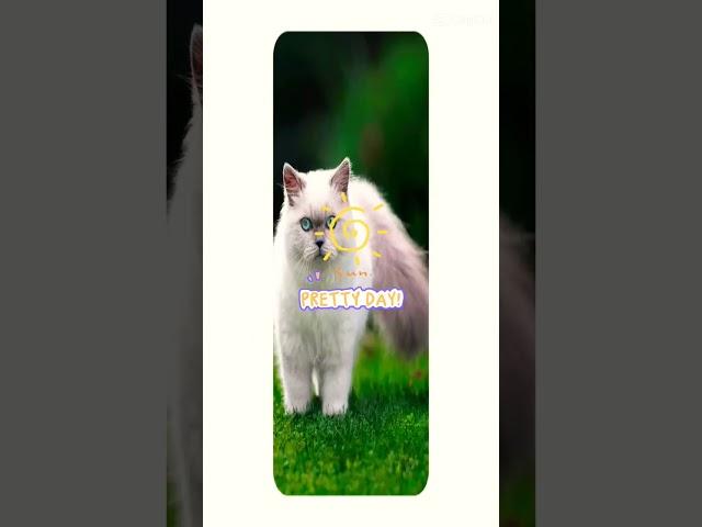 cute pets #short #YouTube # maham art gallery