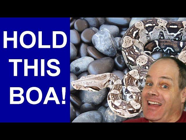 BEST Pet BOA Constrictors to HANDLE!