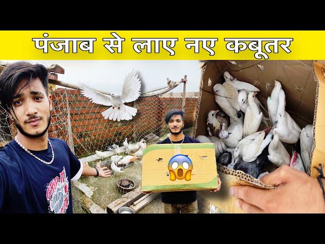 New Pigeon Le Aaye ️| Punjab Se New pigeon Laye ️