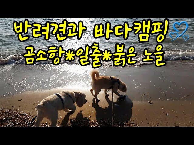 반려견과 바다캠핑#곰소항#갯벌일출#노을#모항해수욕장#dog camping