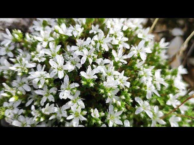 Arenaria aggregata