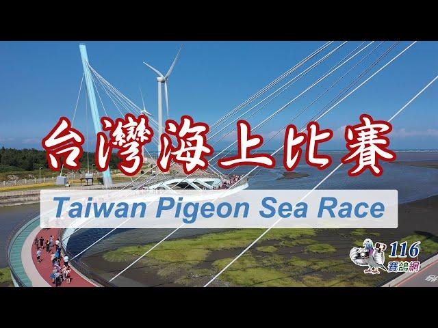 【鴿會賽事】台灣賽鴿海上比賽丨Taiwan Pigeon Sea Race