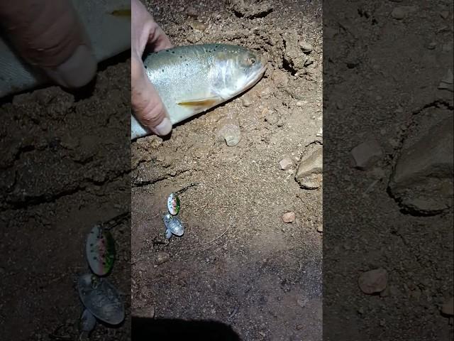 1st cast Panther Martin dual flash spinner kills night trout. #fishing #trout #troutfishing #night