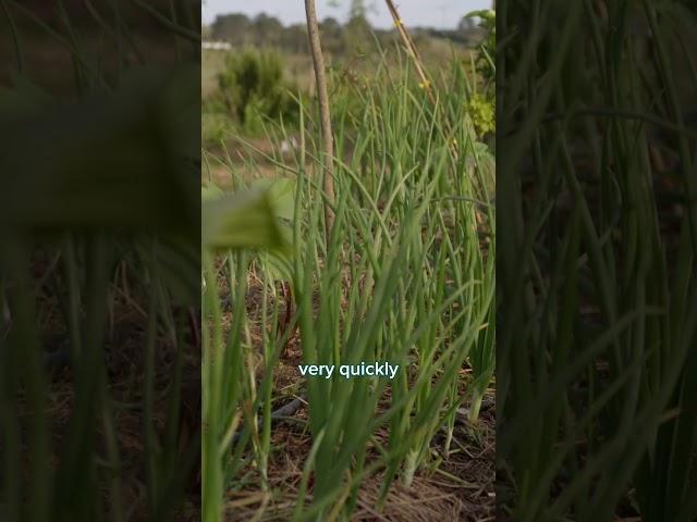 New agroforestry system! #agroforestery #foodforest #permaculture