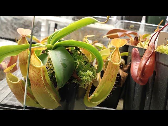 Highland Terrarium Build for Carnivorous Plants Part 5 - April 2021 plant tour