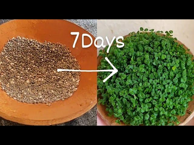 How to grow Chia Sprouts in just 7 Days