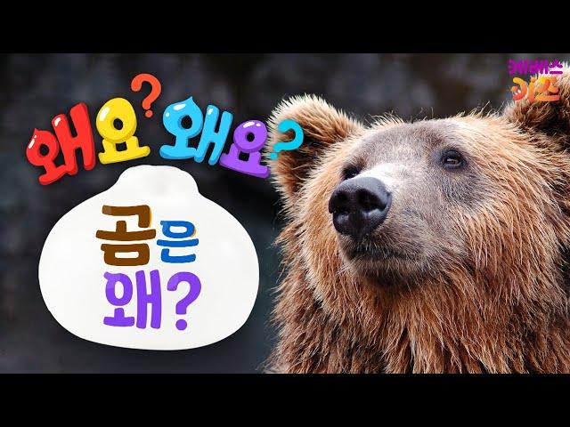 갈색의 커다란 몸을 가진 곰! 곰은 왜?ㅣ왜요? 왜요? 궁금할 만두ㅣKBS 240502 방송