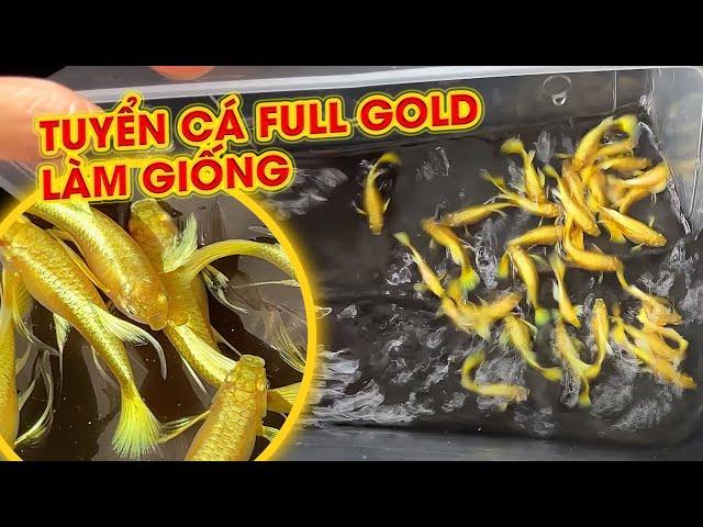 Tuyển Guppy Full Gold lại làm giống - Guppy Huy Nguyễn Bến Tre