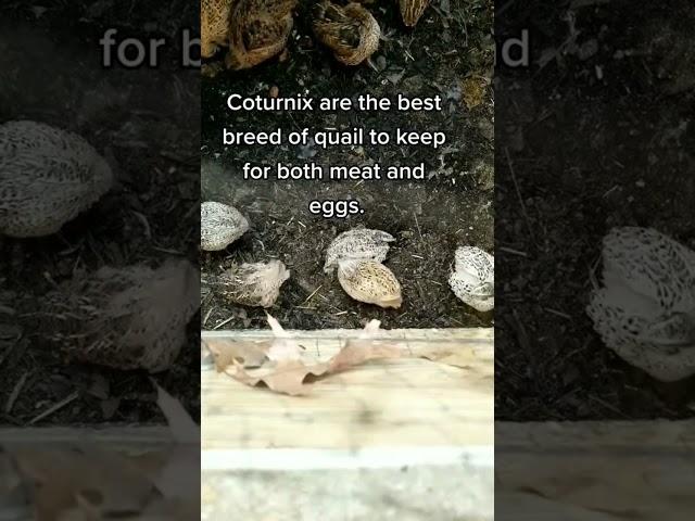 Best Type of Quail to Raise #shorts #selfsufficiency #homestead #farming