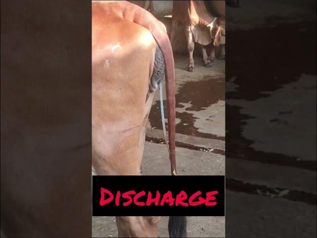 Discharge l Dr Umar Khan