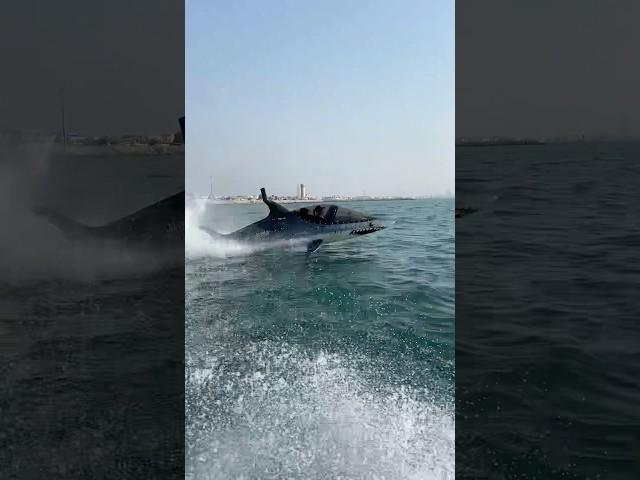 The New Jaws Movie  #jaws #jetskis #vehicles
