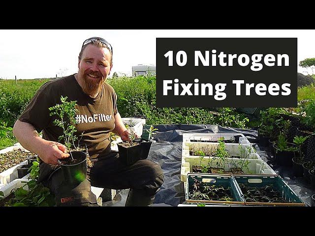 Nitrogen fixing trees for orchards, forest gardens, food forests and permaculture designs.