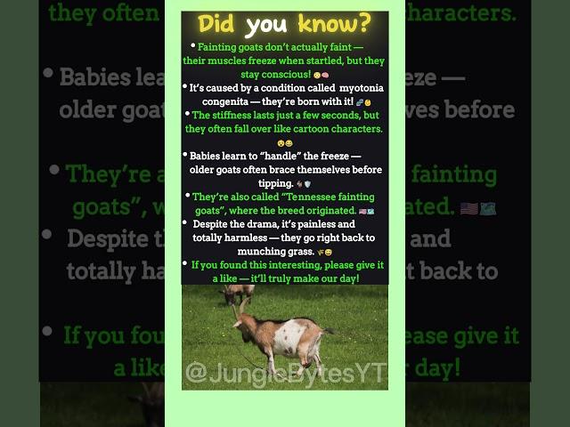 Did You Know  These Goats Pass Out Just From Being Surprised?! 