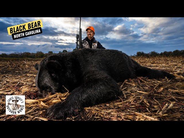 540 pound North Carolina Black Bear