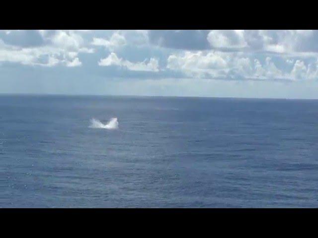 Whale breach Mid-Atlantic Ocean while on Vision of the Seas