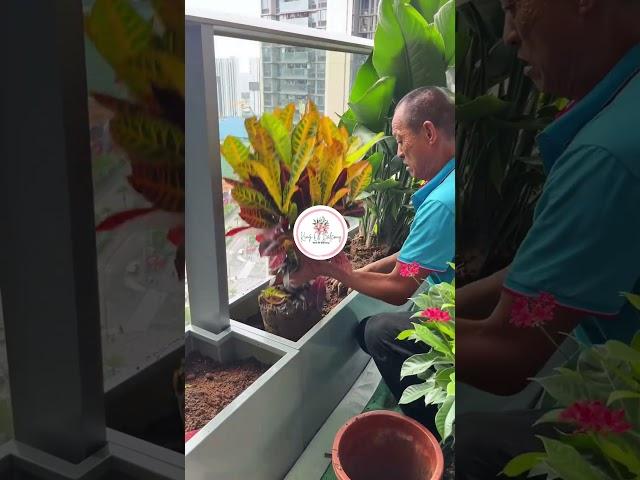Creating My Own Green Paradise on a Tiny Balcony 