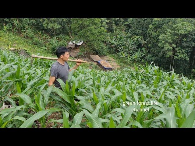 Corn on the high hill after a month and a half of planting. Survival Instinct, Wilderness Alone  166