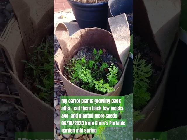 Carrot plants are growing good after cut them back few weeks ago but slowly 06/10/2024