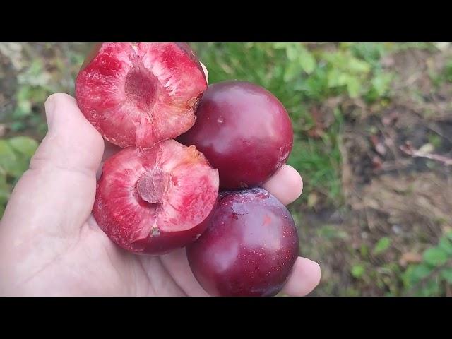 Слива диплоїдна сорт Рубі Кранч (plum Ruby Crunch). Огляд та дегустація на почаку листопада 2024р