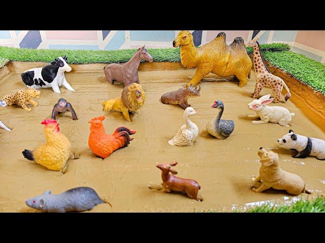 The MUDDY ADVENTURE  Farm and Zoo Animals on the Run!