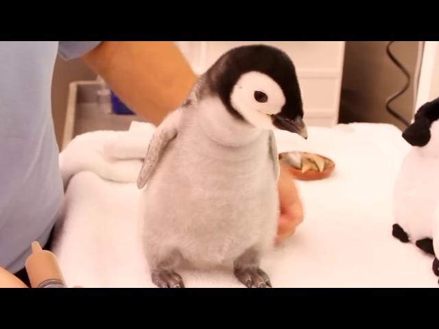 Baby Penguins First Meal