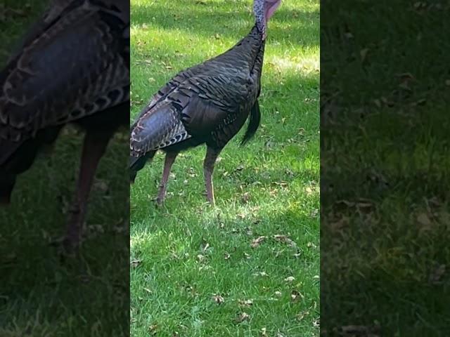 Hot weather Turkey #wildoutdoors #nature #wildphotography #wildlife #outdoors #turkeys #share #fun