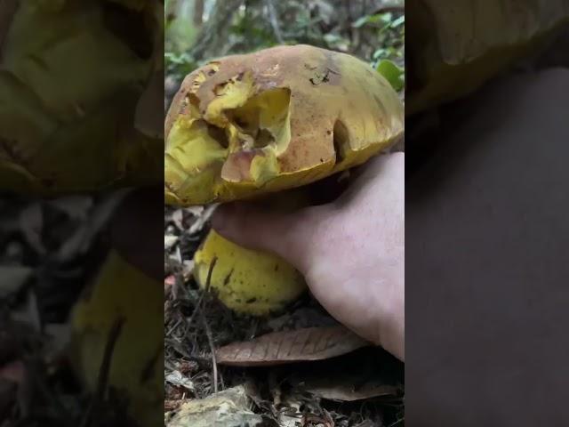 Super Satisfying Mushroom ASMR: Tapping and Crunchy Harvesting