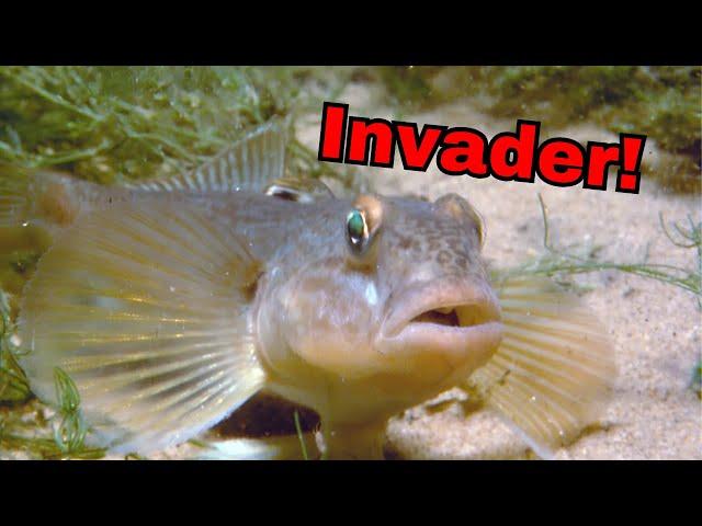 The MOST Controversial Fish ep.6- Round Goby (2nd reupload)