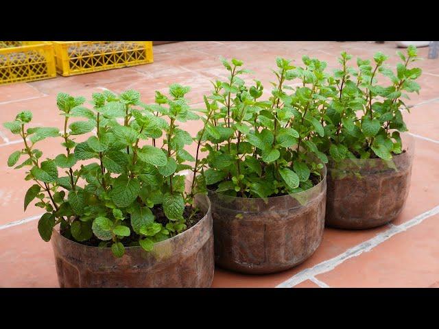 Useful Gardening Tips Vegetables on Balcony and Rooftops at Home for Beginners