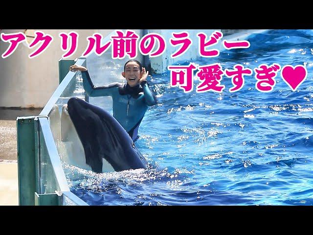 ラビーのファンサパフォーマン最高!! 鴨川シーワールド シャチショー KamogawaSeaWorld  orca killerwhale