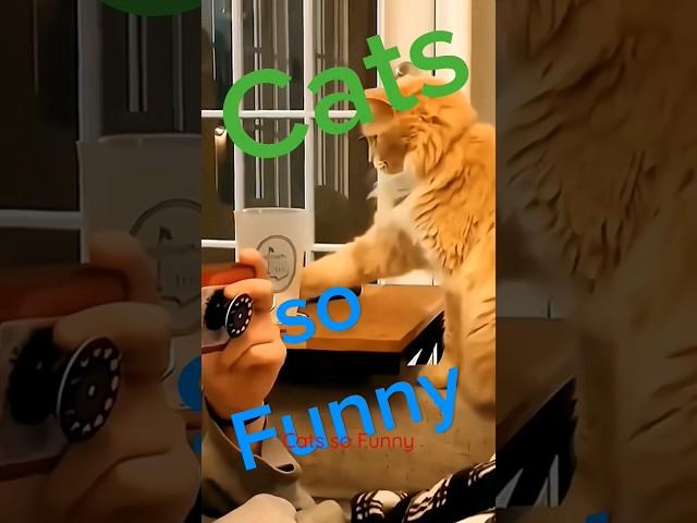 Cats so Funny #cats #youtubeshorts