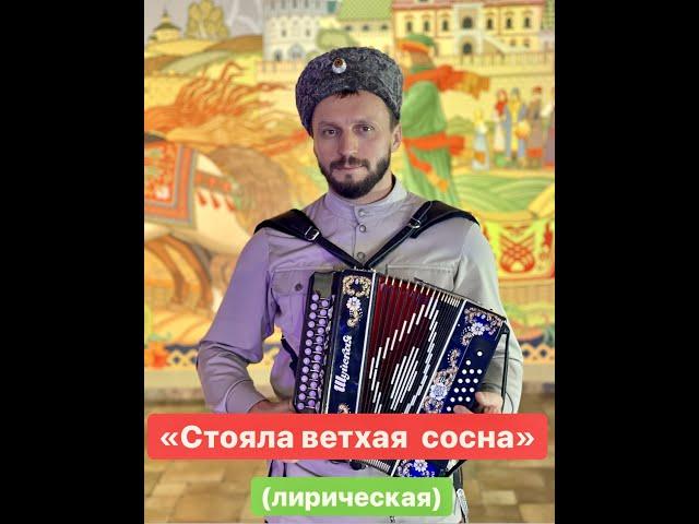 Виктор Сорокин I «Стояла ветхая сосна» I Лирическая песня