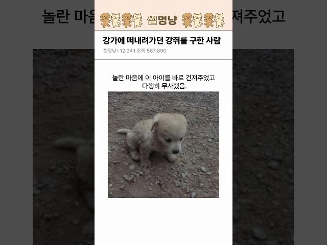 강가에 떠내려가던 강아지를 구한 사람