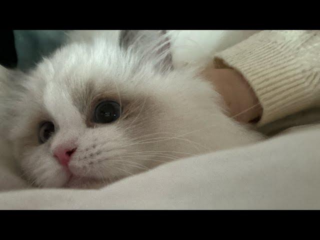 우리집 새식구 랙돌 고양이 데이지를 소개합니다(입양첫날+둘째날) Let me introduce our new family member, Daisy, the Ragdoll cat!