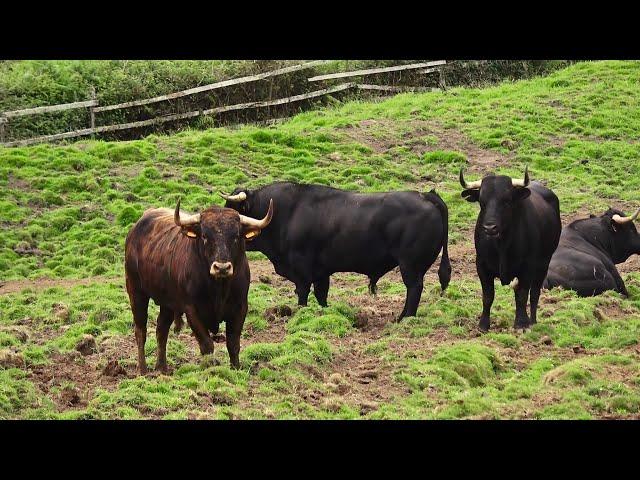 Touros JAF - No Silêncio Do Campo Alguns Aguardam Sanjoaninas 2024 - Ilha Terceira - Açores