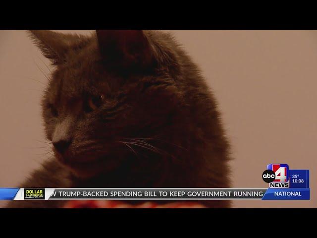 Utah family reunited with missing cat after 11 years away from home