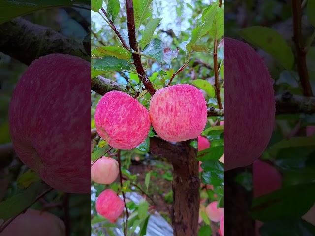 swwet apple #nature #viralvideo #travel #love #apple #beautiful