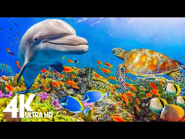 11 HRS of 4K Turtle Paradise - Undersea Nature Relaxation Film + Piano Relaxing Music