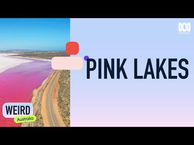 Why does Australia have so many pink lakes? | Weird Australia | ABC Science