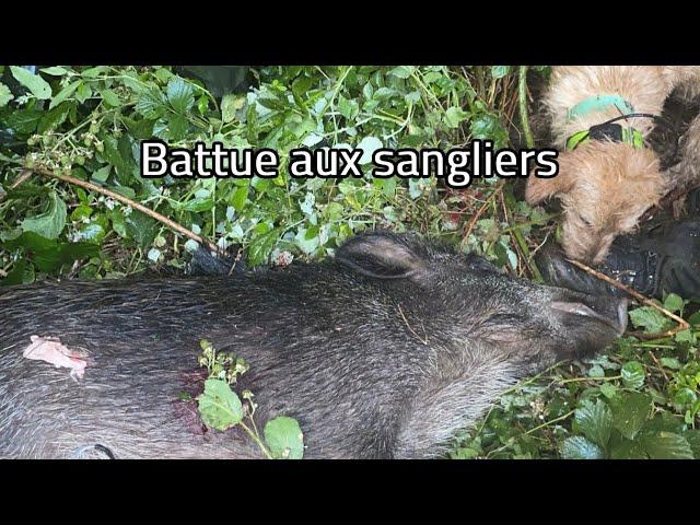 BATTUE AUX SANGLIERS  - ALEXIS CHASSE