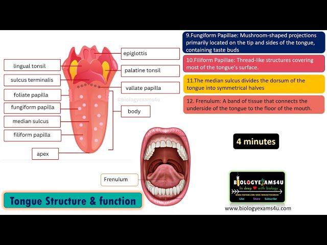 Human Tongue Structure and Function-13 Structures in 4 minutes