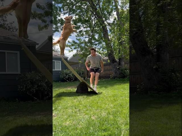 Dog loves to be catapulted by dad. Dont worry (It’s not real) #dogsofyoutube #goldenretriever #puppy