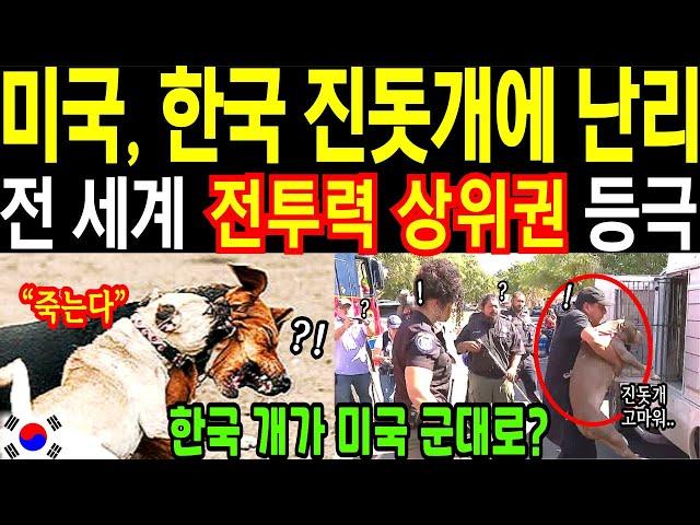 한국 진돗개가 미국인 구해줘서 발칵 뒤집어짐, 중국 개와 미국 개 때려눕혀 (해외감동사연 / 해외반응)