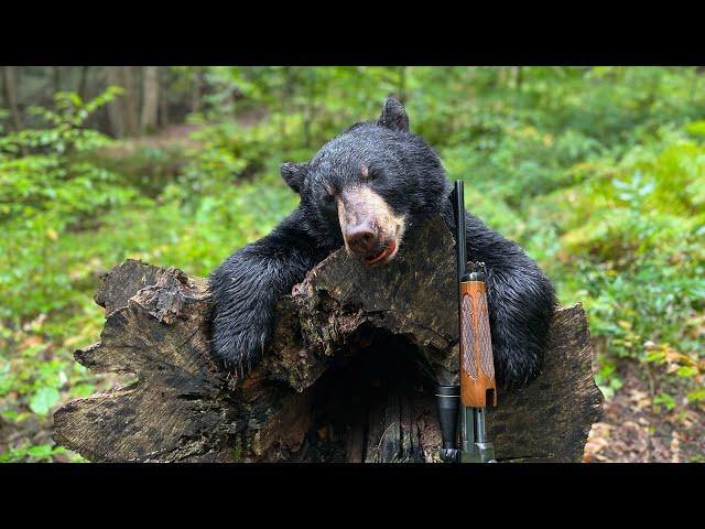 Massachusetts Bear Hunting 2023! Did The Buck Jump The Bear Or Bear Jump The Buck?