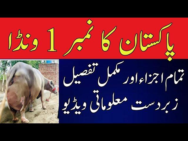 NATURAL DESI WANDA MAKING FORMULA FOR MILKING ANIMALS URDU AND HINDI/ WANDA FOR COWS AND BUFFALOES/