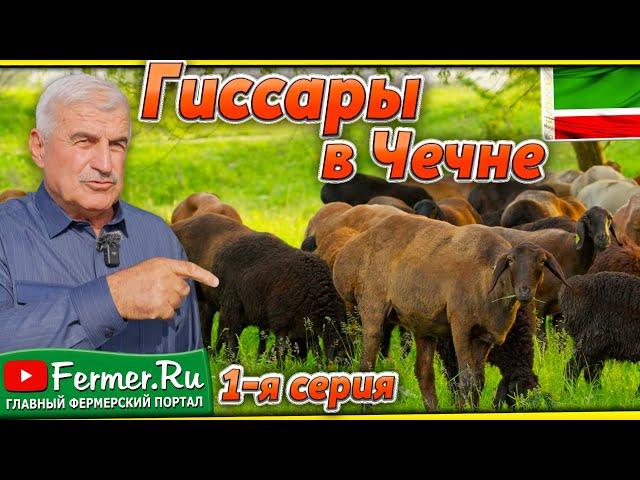 Чеченский опыт: как адаптируются гиссарские овцы Таджикистана в горах Кавказа