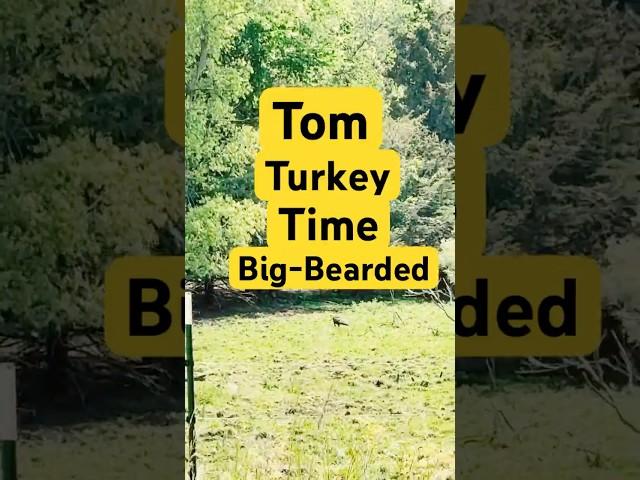 Fathers Day Gobbler 12# Beard  #turkey #wild #Gobbler
