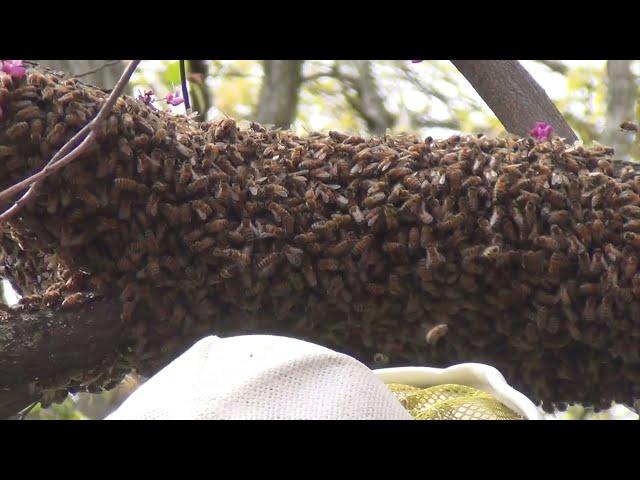 Watch a Swarm Start from a Hive Box